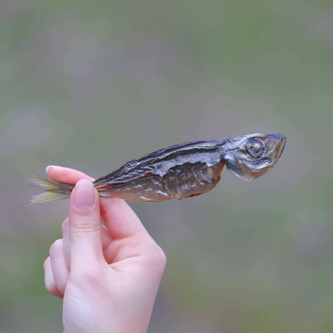 味わってほしいアジ（燻製）※アジまるごと