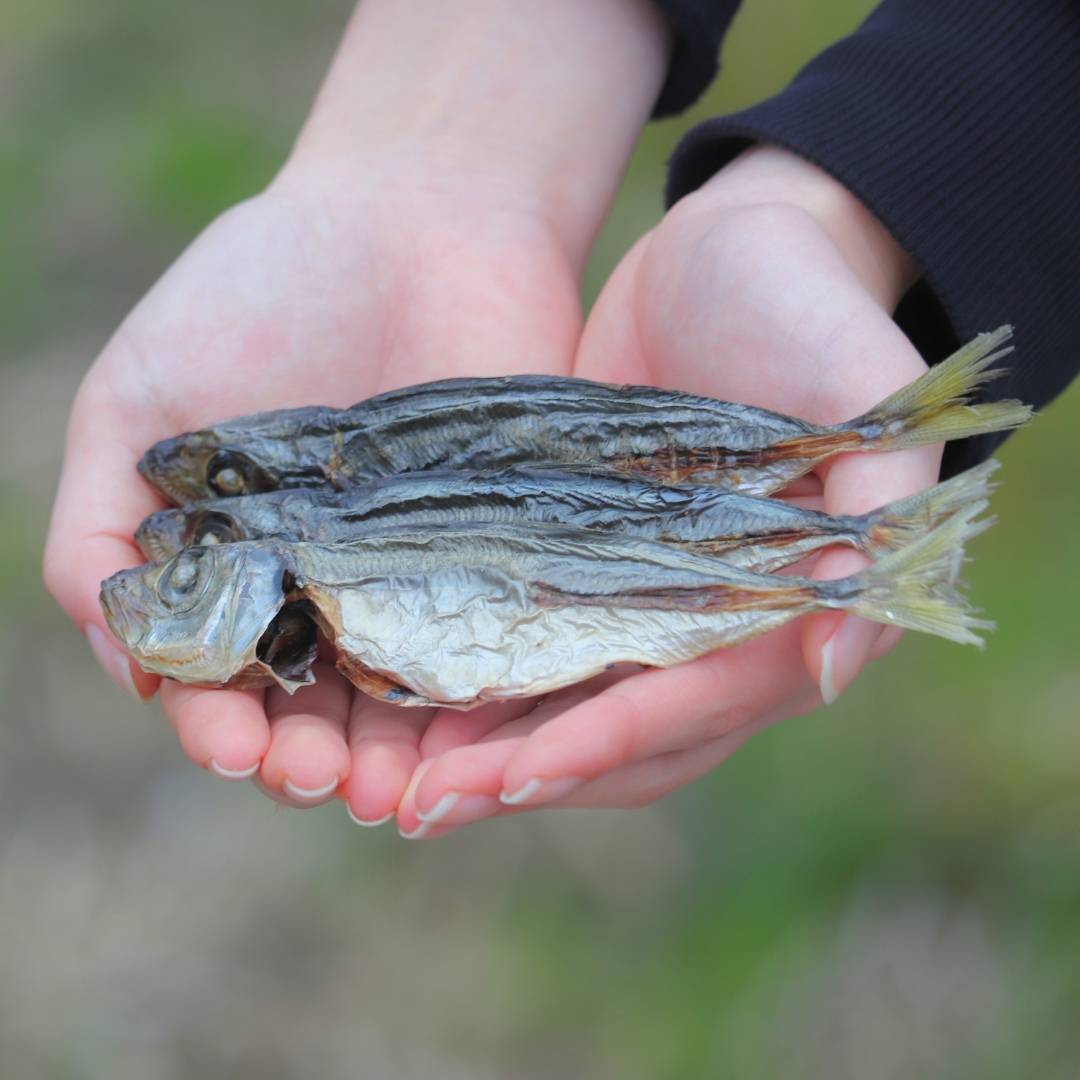 味わってほしいアジ（燻製）※アジまるごと